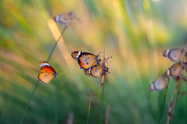 Beaux Papillons Monarques Danaus Chrysippus Survolant Les Fleurs Été — Photo