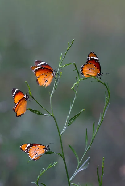 Borboletas Monarca Bonita Danaus Crisálipo Voando Sobre Flores Verão — Fotografia de Stock