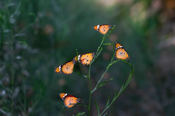 Beaux Papillons Monarques Danaus Chrysippus Survolant Les Fleurs Été — Photo