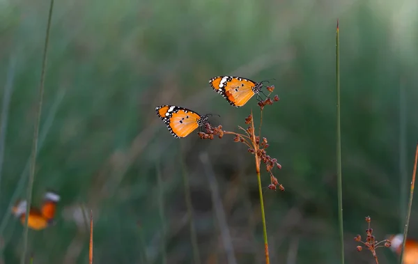 Hermosas Mariposas Monarca Danaus Chrysippus Volando Sobre Flores Verano —  Fotos de Stock