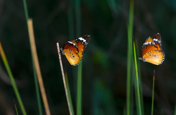 Piękne Motyle Monarchy Danaus Chrysippus Latające Nad Latem Kwiaty — Zdjęcie stockowe