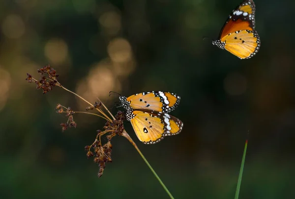 Beaux Papillons Monarques Danaus Chrysippus Survolant Les Fleurs Été — Photo