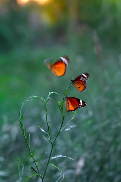 Прекрасные Бабочки Монархи Данай Хрисипп Летит Над Летними Цветами — стоковое фото