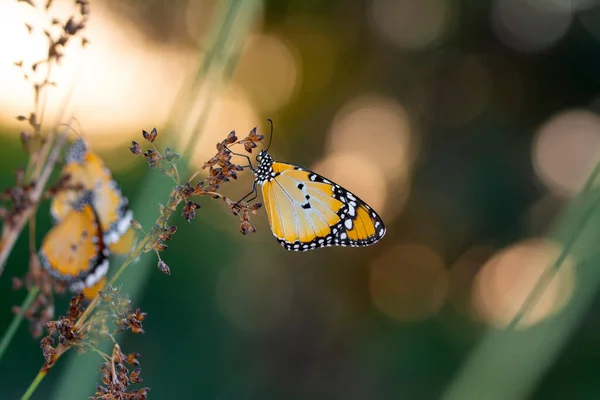 Fotos Macro Hermosa Escena Naturaleza Primer Plano Hermosa Mariposa Sentada — Foto de Stock