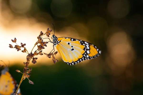 Makro Záběry Krásná Přírodní Scéna Closeup Krásný Motýl Sedí Květině — Stock fotografie