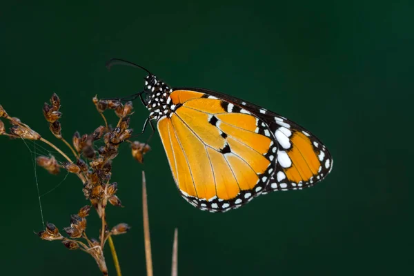 Makro Çekimler Güzel Doğa Sahneleri Yaklaş Güzel Kelebek Yaz Bahçesindeki — Stok fotoğraf