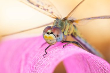 Makro çekimler, yusufçuk ve kanat detaylarını gösteren gözler. Doğadaki güzel yusufçuk yuvası.