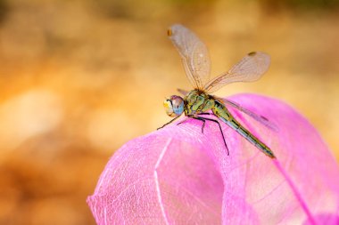 Makro çekimler, yusufçuk ve kanat detaylarını gösteren gözler. Doğadaki güzel yusufçuk yuvası.