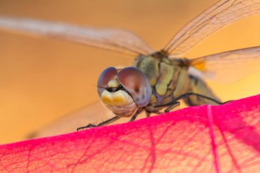 Makro çekimler, yusufçuk ve kanat detaylarını gösteren gözler. Doğadaki güzel yusufçuk yuvası.