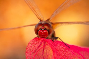 Makro çekimler, yusufçuk ve kanat detaylarını gösteren gözler. Doğadaki güzel yusufçuk yuvası.