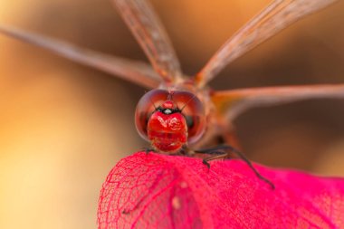 Makro çekimler, yusufçuk ve kanat detaylarını gösteren gözler. Doğadaki güzel yusufçuk yuvası.