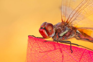 Makro çekimler, yusufçuk ve kanat detaylarını gösteren gözler. Doğadaki güzel yusufçuk yuvası.