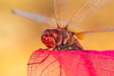 Makro çekimler, yusufçuk ve kanat detaylarını gösteren gözler. Doğadaki güzel yusufçuk yuvası.