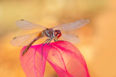 Makro çekimler, yusufçuk ve kanat detaylarını gösteren gözler. Doğadaki güzel yusufçuk yuvası.