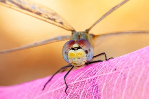 Macro Tiros Mostrando Olhos Libélula Asas Detalhe Lindas Libélulas Habitat — Fotografia de Stock