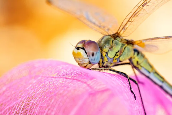 Makro çekimler, yusufçuk ve kanat detaylarını gösteren gözler. Doğadaki güzel yusufçuk yuvası.