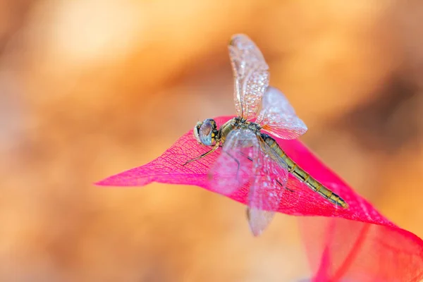 Makroaufnahmen Die Libellenaugen Und Flügel Detail Zeigen Schöne Libelle Natürlichen — Stockfoto