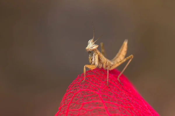 Macro Plans Montrant Les Yeux Libellule Les Ailes Détail Belle — Photo