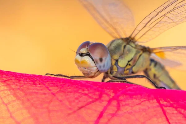 Macro Plans Montrant Les Yeux Libellule Les Ailes Détail Belle — Photo