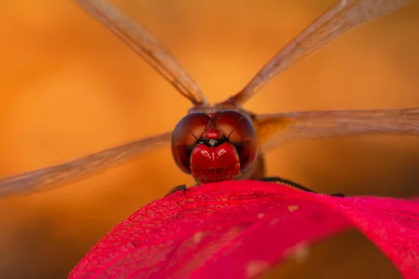 Makroaufnahmen Die Libellenaugen Und Flügel Detail Zeigen Schöne Libelle Natürlichen — Stockfoto