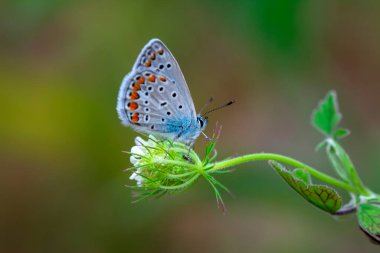 Makro çekimler, güzel doğa sahneleri. Yaklaş, güzel kelebek yaz bahçesindeki çiçekte oturuyor..