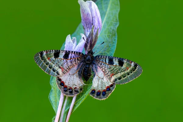 Macro Shots Beautiful Nature Scene Closeup Beautiful Butterfly Sitting Flower — Stock Photo, Image