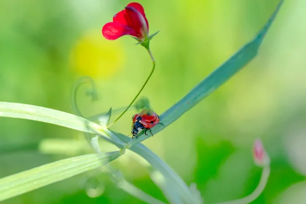 Mooie Lieveheersbeestje Paardebloem Gedefocuste Achtergrond — Stockfoto