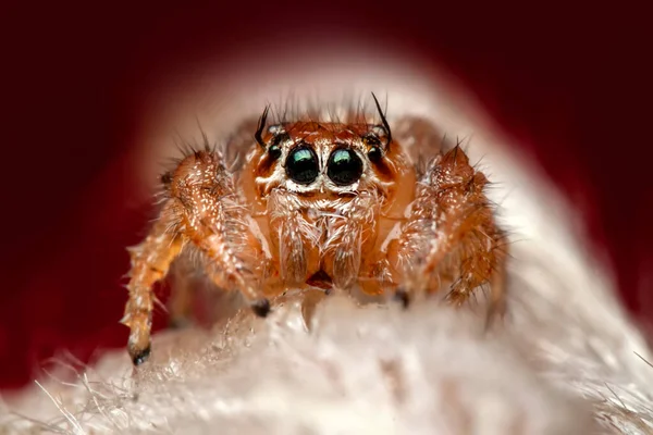 Schöne Springende Spinne Aus Nächster Nähe — Stockfoto