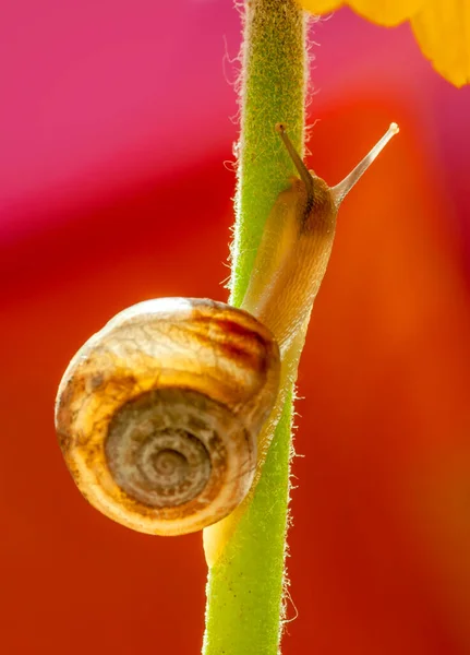 Close Beautiful Snail Garden — Stock Photo, Image