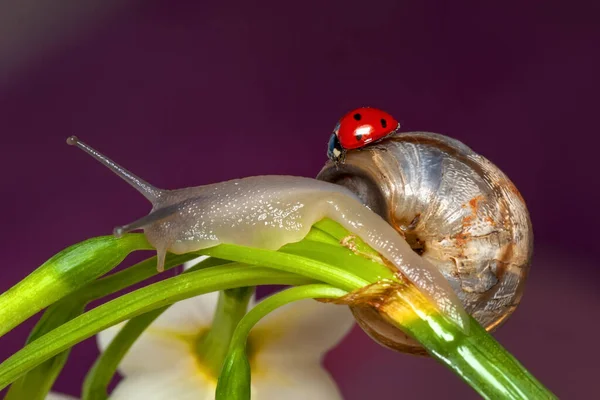 Close Bela Caracol Jardim — Fotografia de Stock