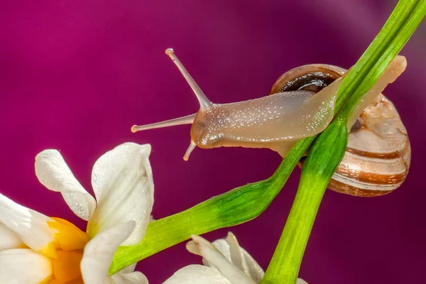 Zavřít Krásné Hlemýžď Zahradě — Stock fotografie