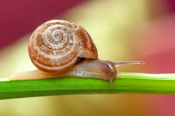 把漂亮的蜗牛关在花园里 — 图库照片