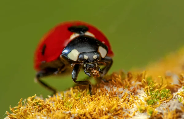 Beautiful Ladybug Leaf Defocused Background — Stock Photo, Image