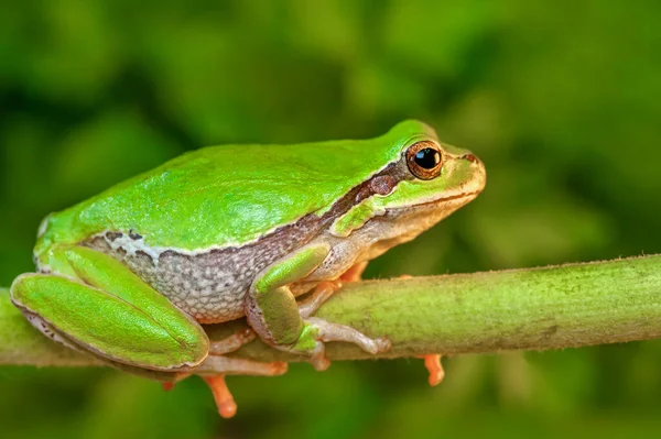 美しいヨーロッパの木カエル Hila Arborea — ストック写真