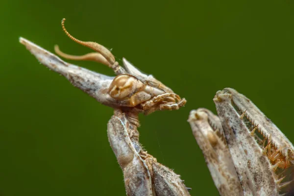 Κοντινό Πλάνο Του Ζεύγους Beautiful European Mantis Mantis Religiosa — Φωτογραφία Αρχείου