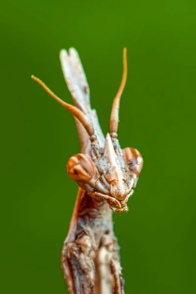 Primer Plano Par Hermosas Mantis Europeas Mantis Religiosa —  Fotos de Stock