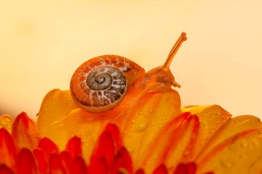 Bahçedeki güzel salyangozu kapat.