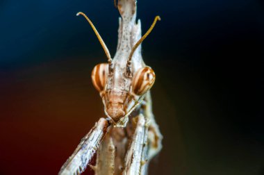 Bir çift güzel Avrupa peygamberdevesi (Mantis religiosa )