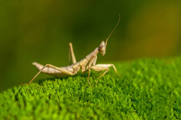 Пара Чудових Європейських Богомолів Mantis Religiosa — стокове фото