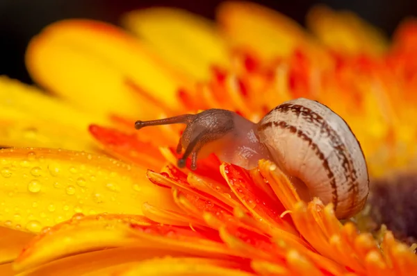 Close Bela Caracol Jardim — Fotografia de Stock