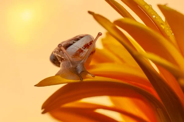 Cerca Hermoso Caracol Jardín —  Fotos de Stock