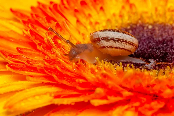 Close Bela Caracol Jardim — Fotografia de Stock