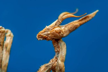 Bir çift güzel Avrupa peygamberdevesi (Mantis religiosa )