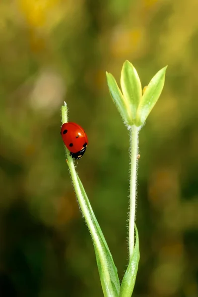 Bella Coccinella Foglia Sfondo Sfocato — Foto Stock