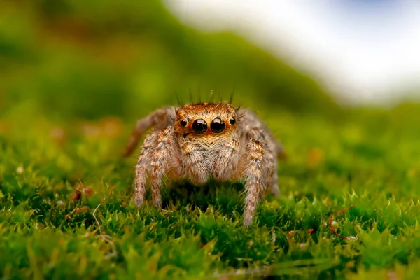Zavřít Krásné Skákání Pavouk — Stock fotografie