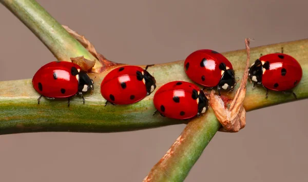 Belle Coccinelle Sur Fond Déconcentré Feuilles — Photo