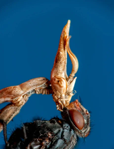 Großaufnahme Eines Paares Schöne Europäische Gottesanbeterin Mantis Religiosa Die Auf — Stockfoto