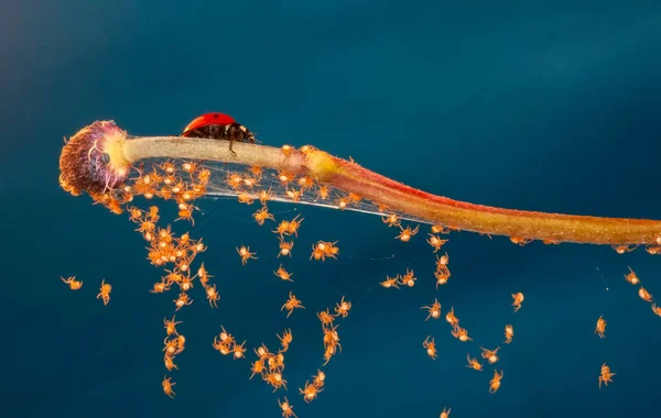Όμορφες Νεαρές Αράχνες Ιστό Αράχνης — Φωτογραφία Αρχείου