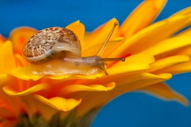 Bahçedeki güzel salyangozu kapat.