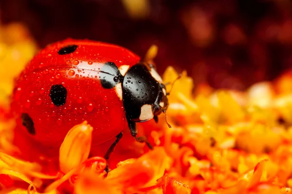 Mooie Lieveheersbeestje Blad Gedefocuste Achtergrond — Stockfoto